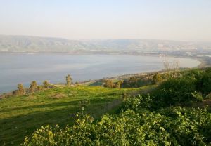 יער שוויץ: פה זה כמו אירופה